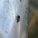 Asian Lady Beetle Larva