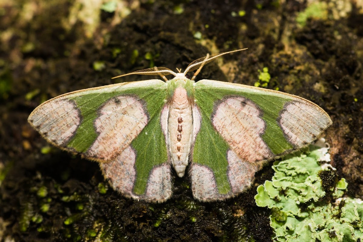 Blotch-marked Emerald