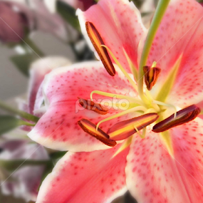 by Alyssa Michlin - Flowers Flowers 2011-2013