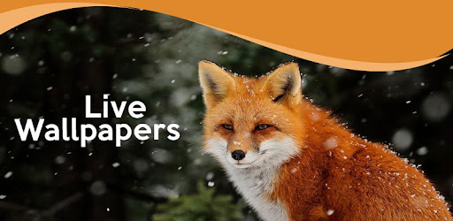 Cute Fox Winter Little Kawaii Live Wallpapers Snow On Windows Pc Download Free 1 0 Com Fspident Cutefoxwinterlittle