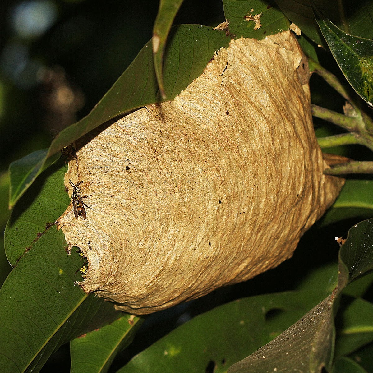 Tropical Paper Wasp Nest