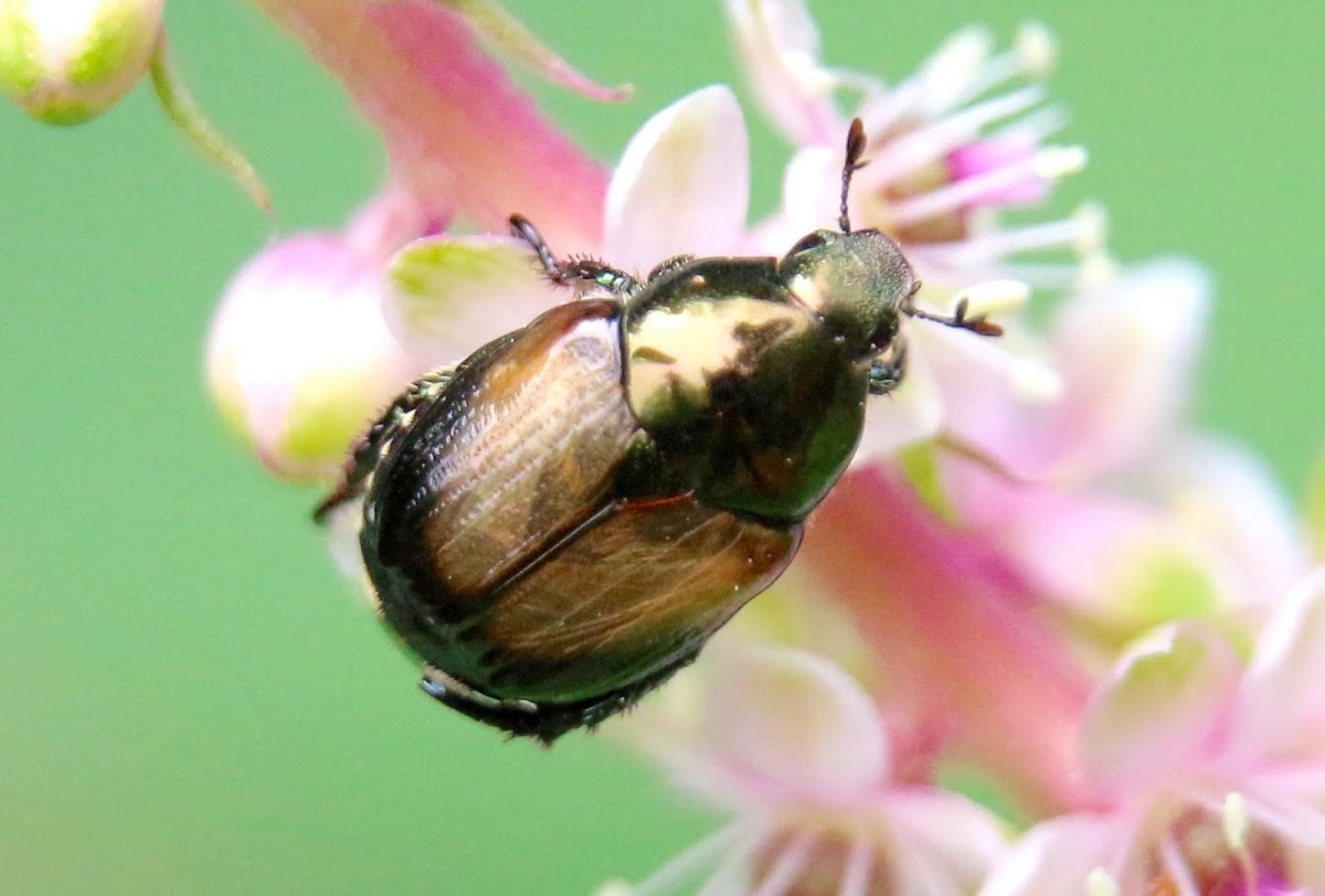 Flower chafer