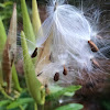 Milkweed seeds & pod