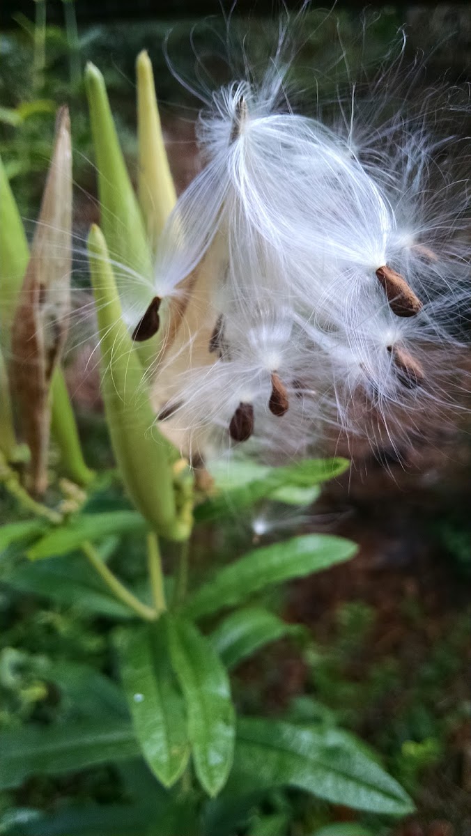 Milkweed seeds & pod