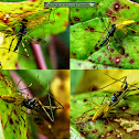 Lynx Spider, Stilt Legged Fly