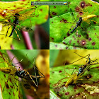 Lynx Spider, Stilt Legged Fly