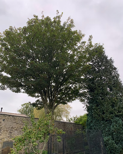 Sycamore reduction