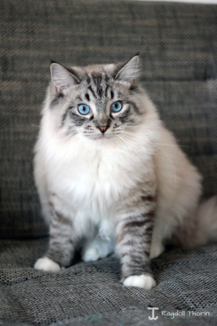Meet Thorin, My Cat With The Incredibly Long Tongue