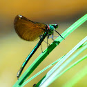 Beautiful Demoiselle; Caballito del diablo azul