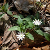 Star Chickweed