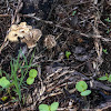 Shingled Hedgehog