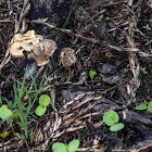 Shingled Hedgehog