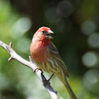 House Finch