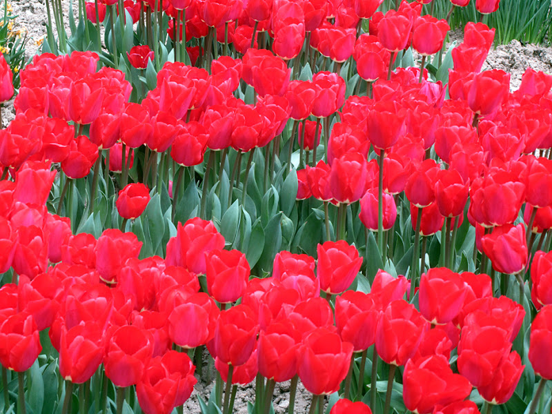 Versailles - Tulipani rossi di Lallabai