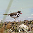 Three-banded Plover