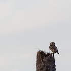 Spotted owlet