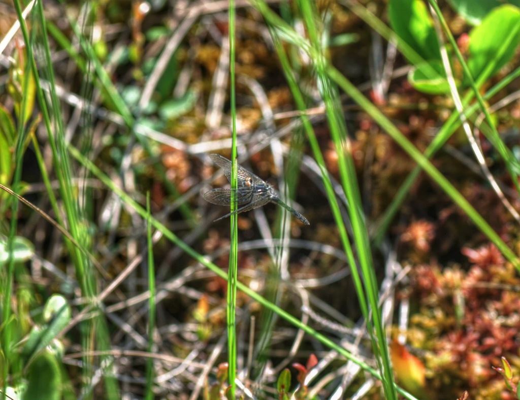 Elfin Skimmer