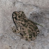 European green toad