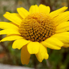 Corn Marigold