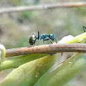 Golden-tailed Spiny Ant