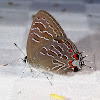 Striped Hairstreak