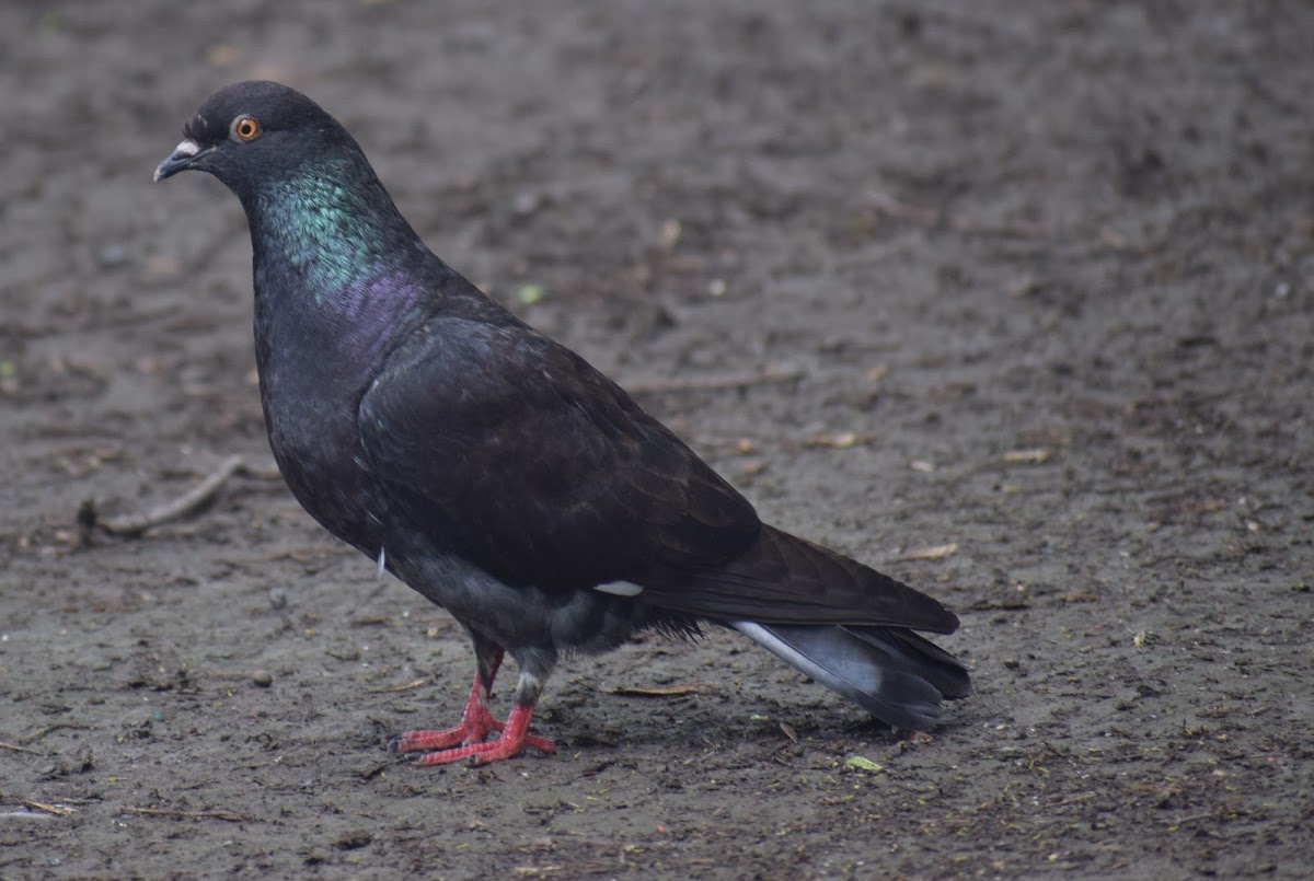 Rock Pigeon