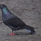 Rock Pigeon