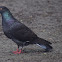 Rock Pigeon