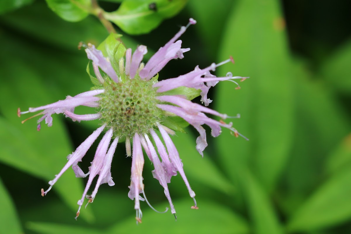 Bee Balm, Wild Bergamot