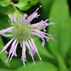 Bee Balm, Wild Bergamot