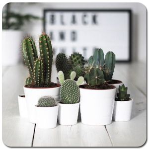 Cactus Plant Home Decor  Icon