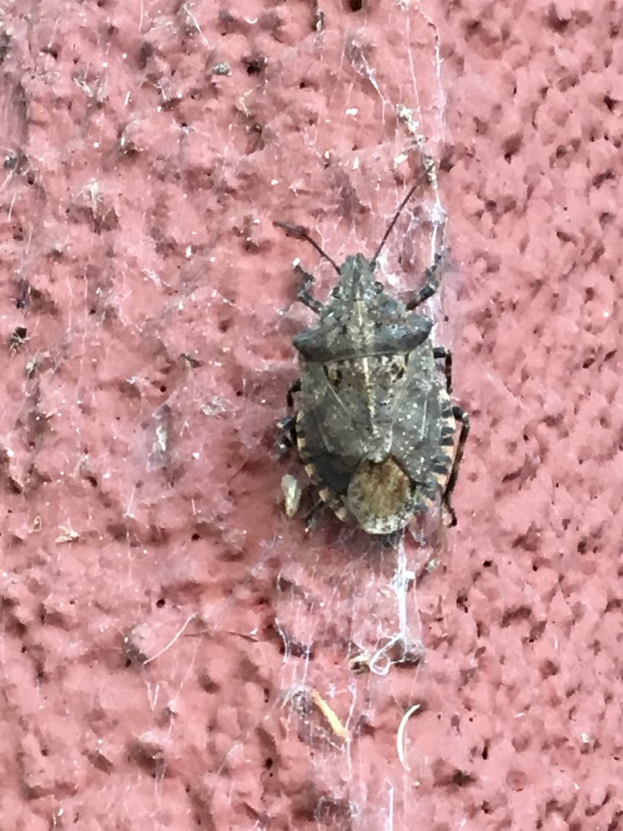 Brown Marmorated Stink Bug