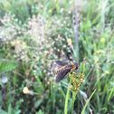 Bee Fly