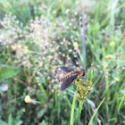 Bee Fly