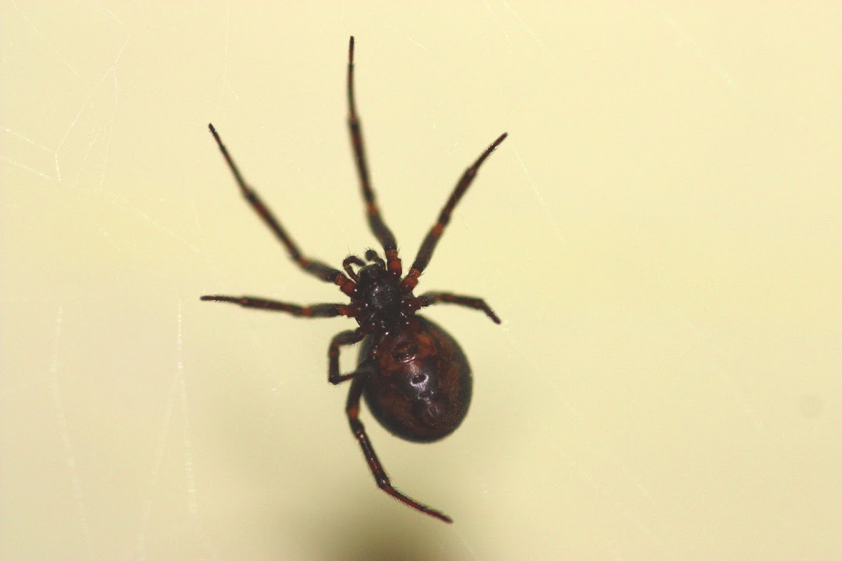 False Black Widow