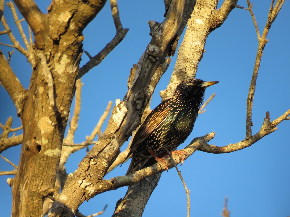 Common Starling