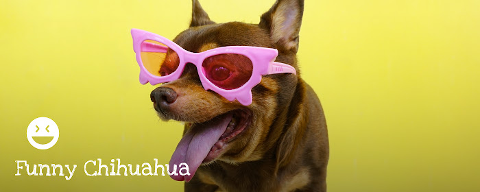 Funny Chihuahua - Hilarious Pet HD Wallpapers marquee promo image