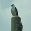 Black Winged Kite