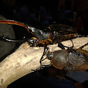 Hercules beetle