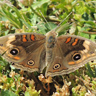 Common Buckeye