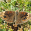 Common Buckeye