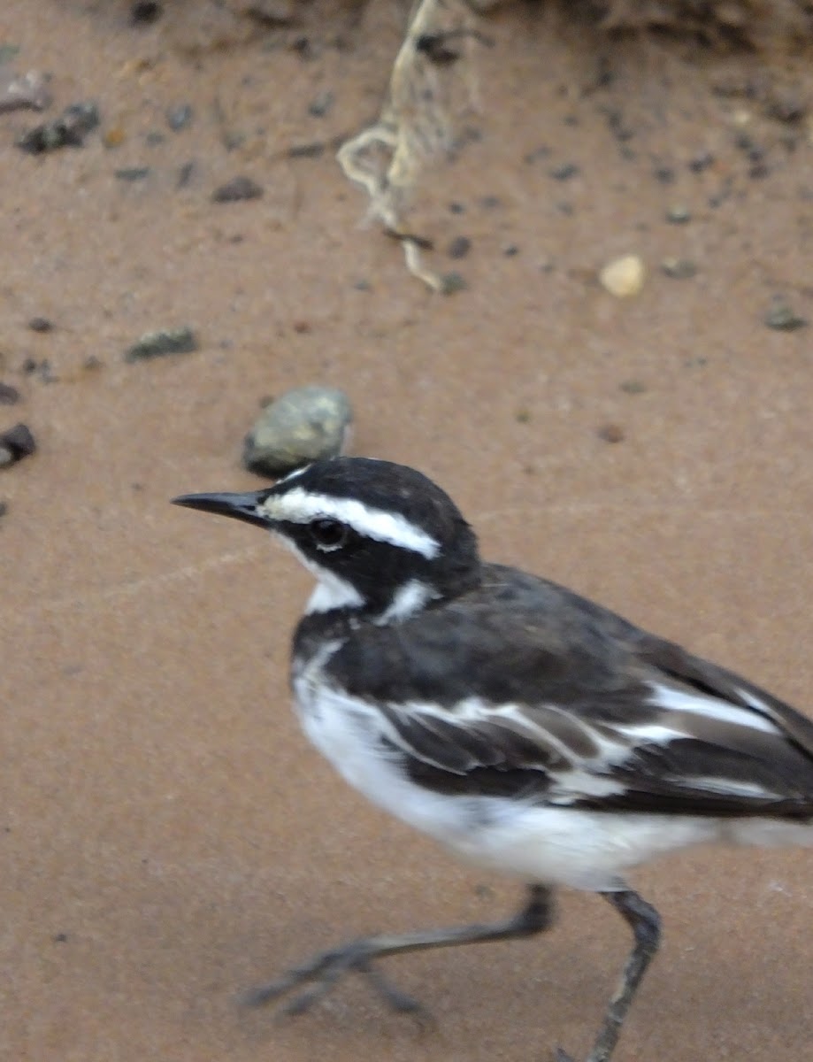 African Pied Wagtail