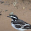 African Pied Wagtail