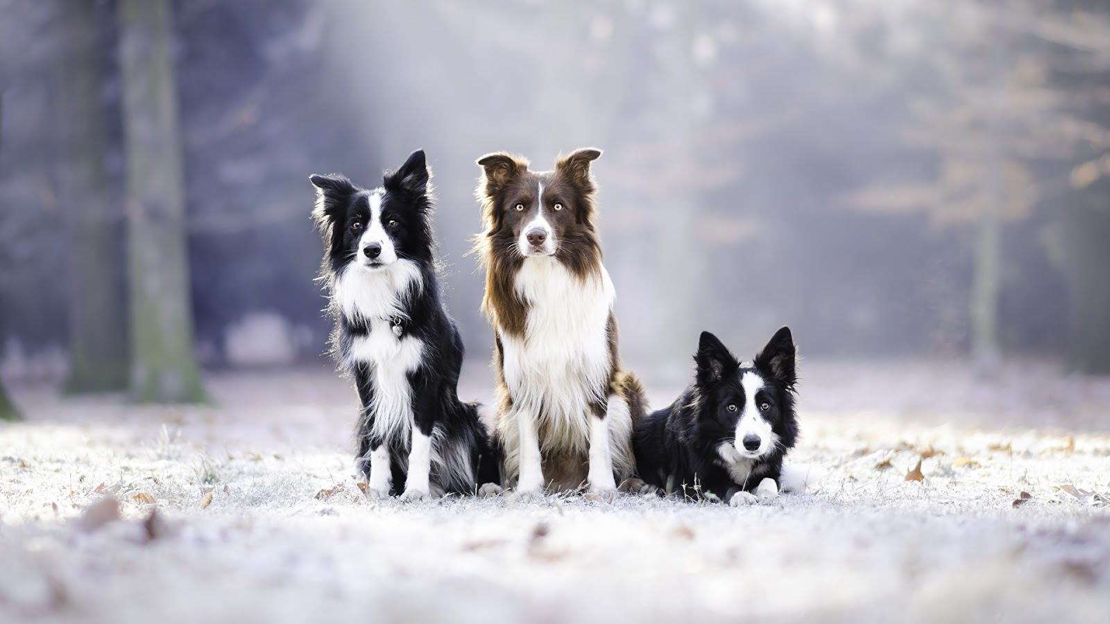 are border collies good as emotion support dogs