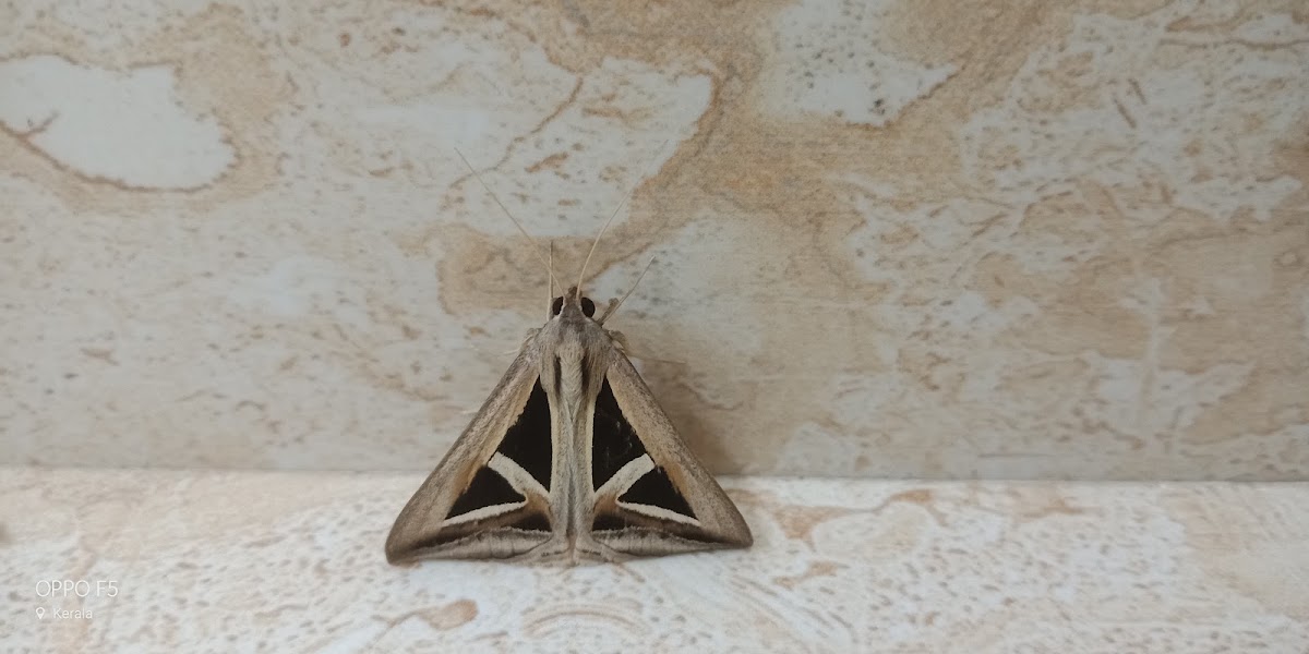 Triangle Moth