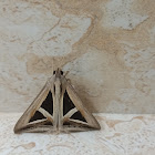 Triangle Moth