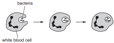 Defenses in an animal body - mechanical and chemical barriers phagocytosis and antibodies and vaccination