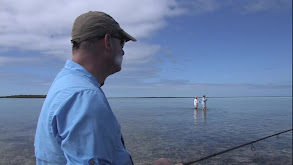 Turneffe Flats, Belize: Permit thumbnail