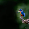 COMMON KINGFISHER