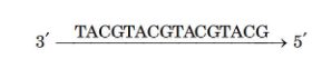 Transcription: Synthesis of RNA